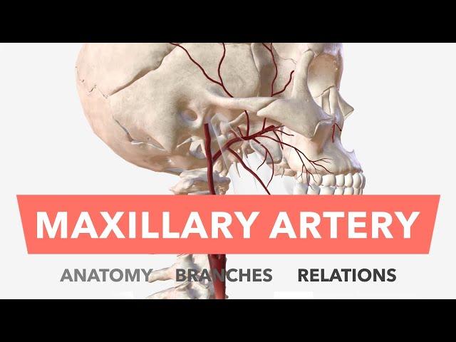 Maxillary Artery - Anatomy, Branches & Relations + Mnemonic