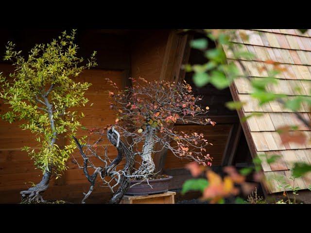 Korean Hornbeam Bonsai Fall Pruning