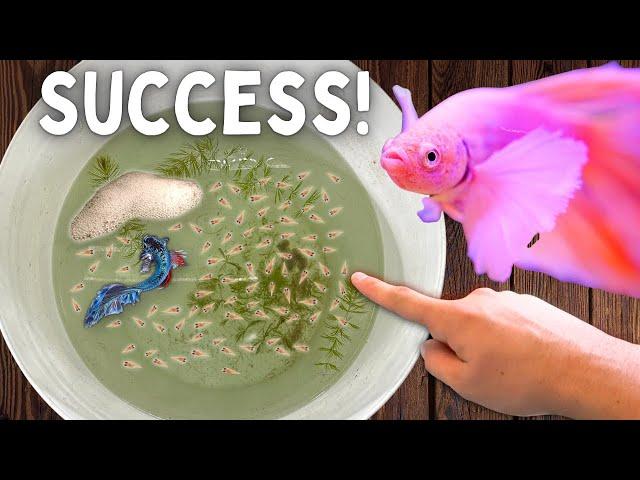 Breeding Bettas in a Bucket!