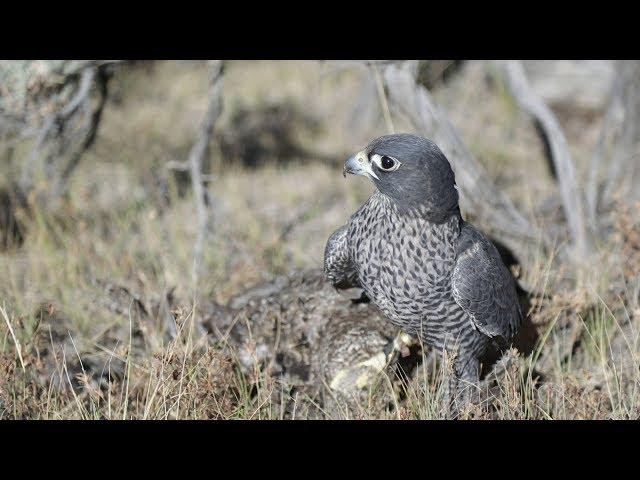 Badger the Falcon Catches a Grouse