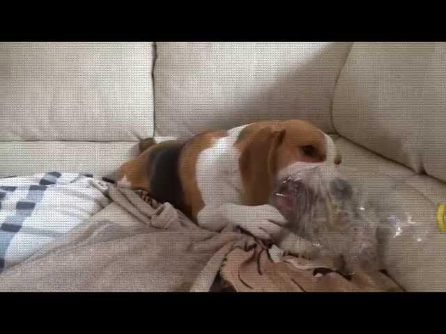 BEAGLE vs PLASTIC BOTTLE : Cute Dog Louie The Beagle