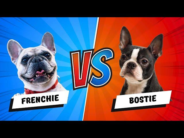 Boston Terrier vs French Bulldog - Which is Better? Dog vs Dog