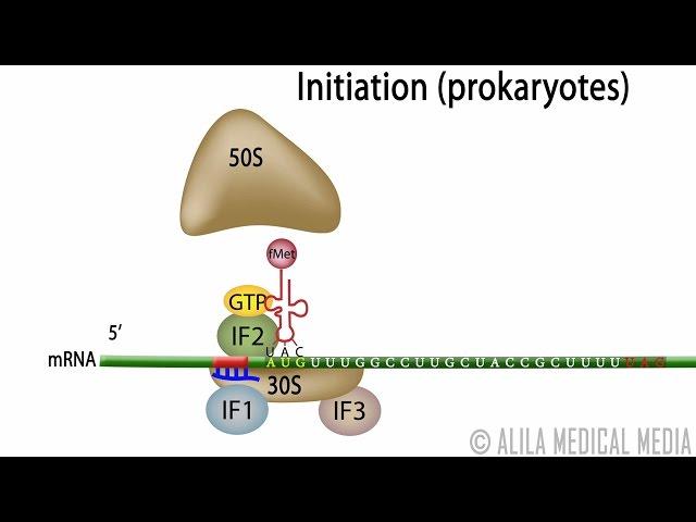 Animation of Protein Synthesis (Translation) in Prokaryotes.