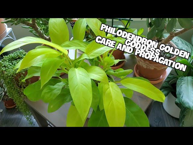 Philodendron Golden Goddess Care And Propagation | 9 Month Update!