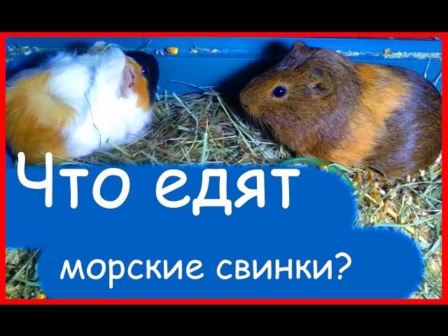 Что едят морские свинки?