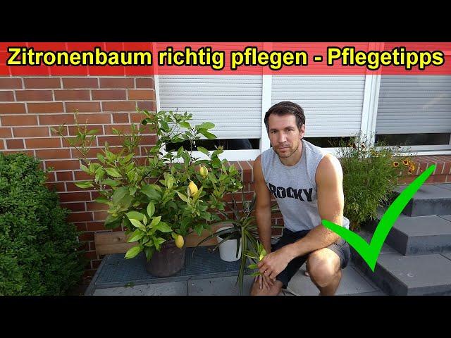 Zitronenbaum Pflege Tipps – Zitrone pflegen – Gießen, düngen, Temperatur, Standort, uvm.