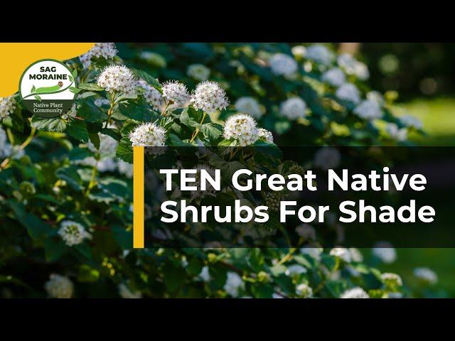 10 Great Native Shrubs For Shade  | Native Plant Gardening