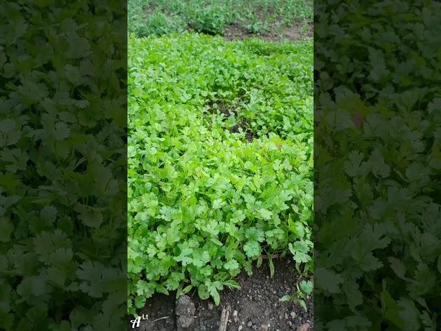 #Grow dhanya at home