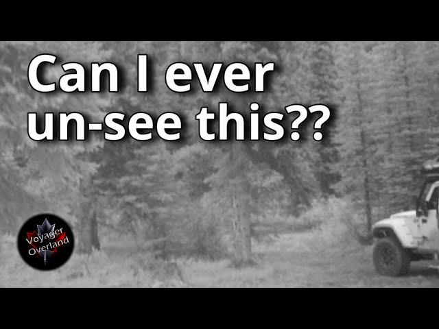 Caught on Camera: What Did We Capture in the Alberta Rockies!