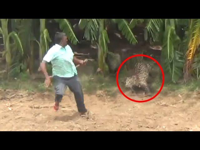 6 Encuentros Con Leopardos Que No Se Supone Que Veas