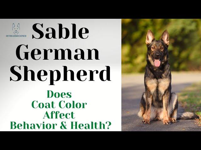 Sable German Shepherd: Does Coat Color Affect Behavior & Health?