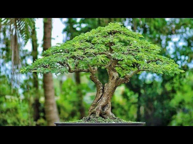 KOLEKSI BONSAI TOAN HUYNH VIETNAM | INSPIRASI BONSAI