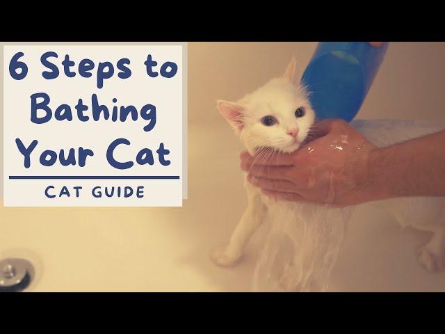 How to Bathe your Cat that Hates Water (6 Step Tutorial) | The Cat Butler