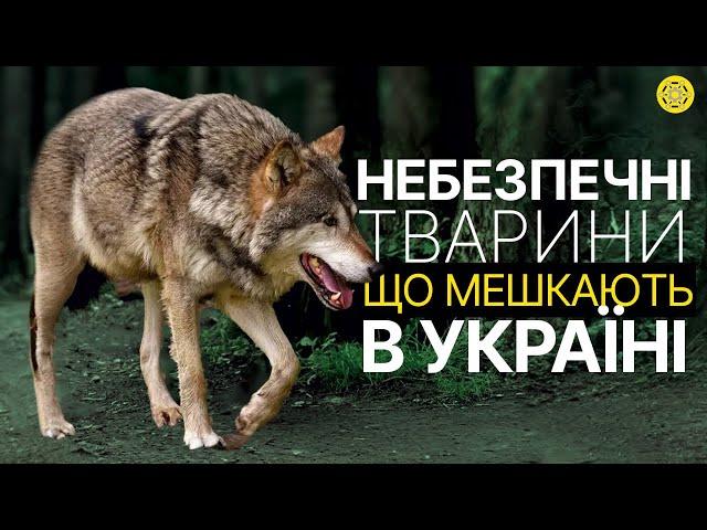 Яких ТВАРИН варто БОЯТИСЯ в Україні? | Чим МОЖЕ здивувати ФАУНА нашої КРАЇНИ? | Цікаві факти