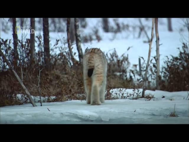 Дикие животные Севера - Мастера выживания