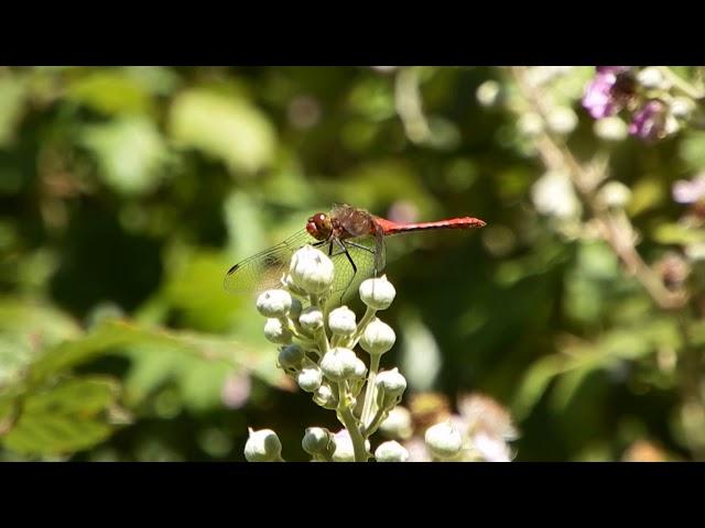 ruddy darter