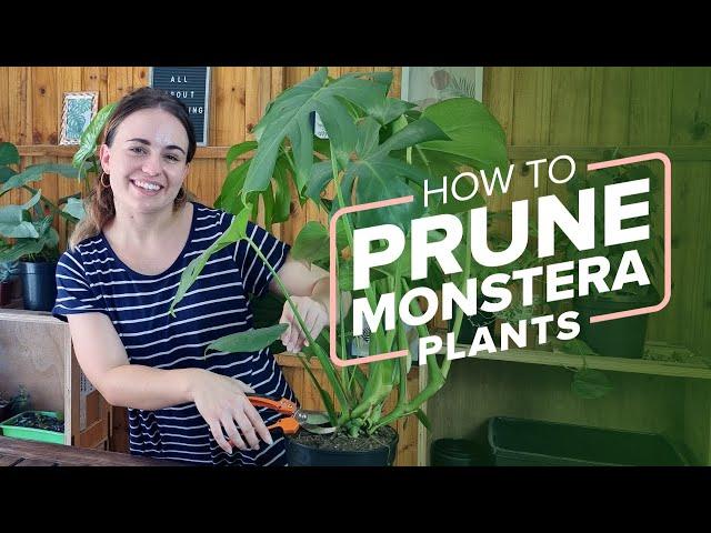 How to Prune Monstera Plants in 6 Simple Steps