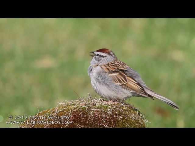 Chipping Sparrow Singing