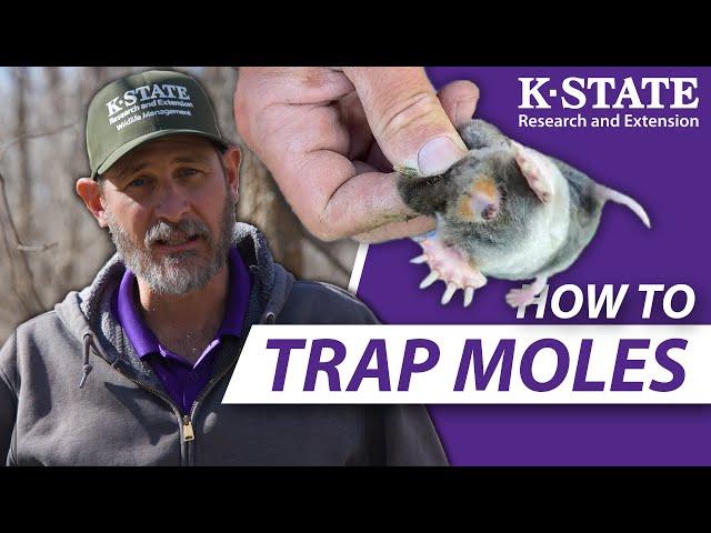 How YOU can trap moles successfully! | K-State Research and Extension Guides