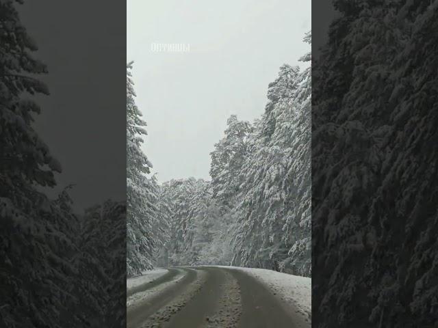 Праздник Казанской иконы Богородицы.Дорога на Оптину.Колокольный звон