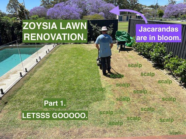 'It's a great day for a... ZOYSIA LAWN RENOVATIONN. Part 1. Picturesque jacaranda. LETSSS GOOOOO.