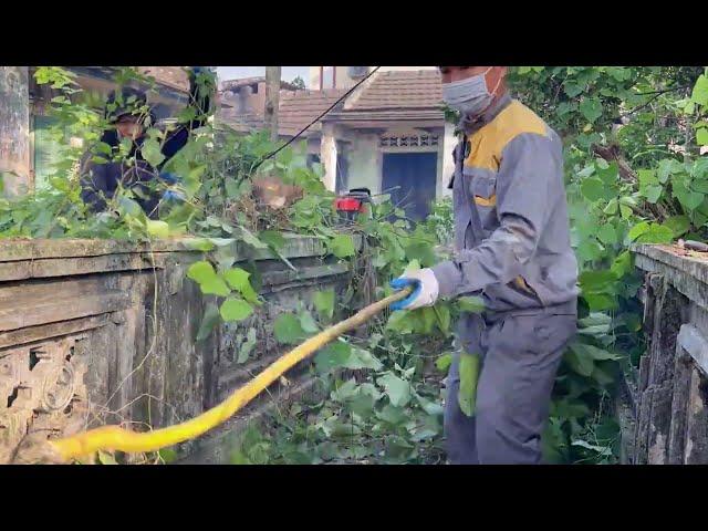 Clean up the abandoned house, cut down overgrown trees for a perfect transformation