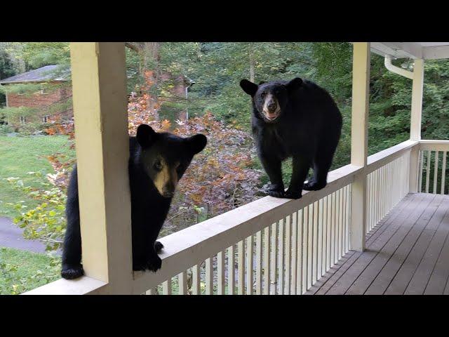 Bear Simone & Cubs — Gate? What Gate?