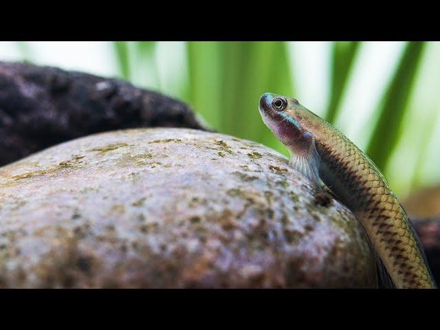 BEAUTIFUL LOW TECH AQUASCAPE FOR FRESHWATER GOBIES