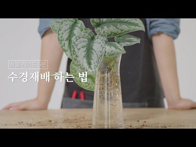 식물 가이드 06. 수경재배 하는 법 (시리즈그린 with 그루우) #시그식물가이드