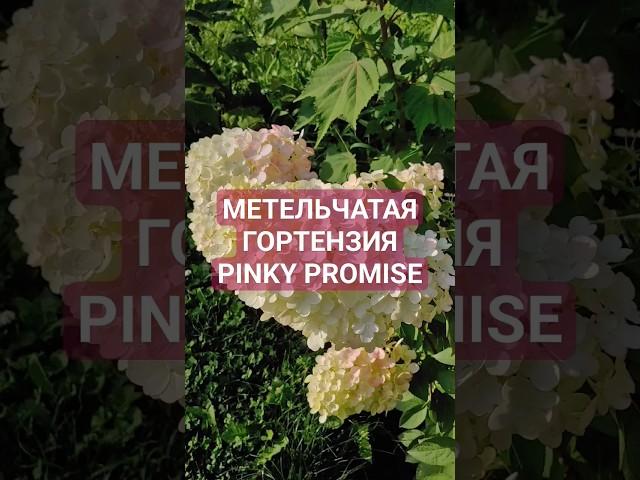 Ливинг Пинки Промис - метельчатая гортензия. Полное описание сорта.Гортензия Living Pinky Promise