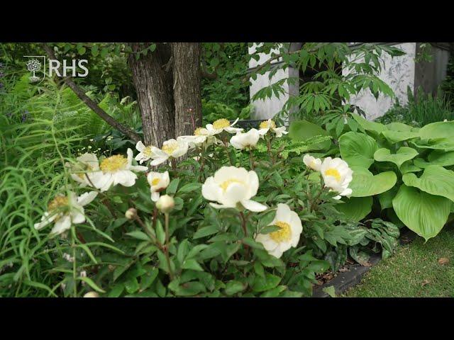 How to create a shade garden | Take Home Chelsea | The RHS