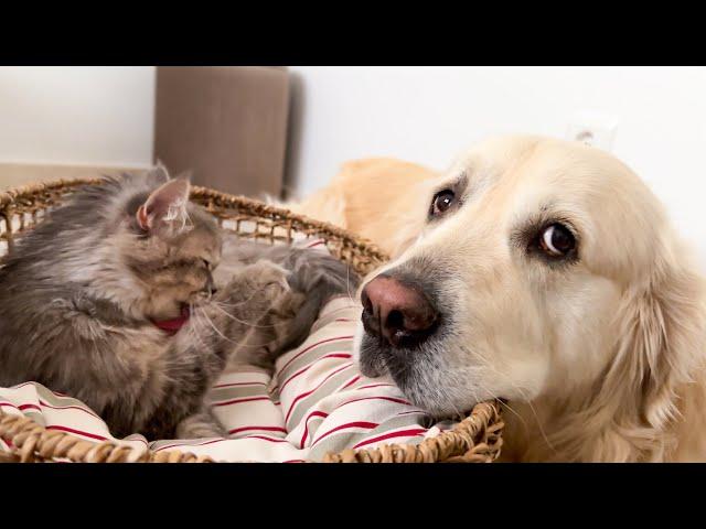 Golden Retriever is Expecting the birth of Baby Kittens from a Pregnant Cat