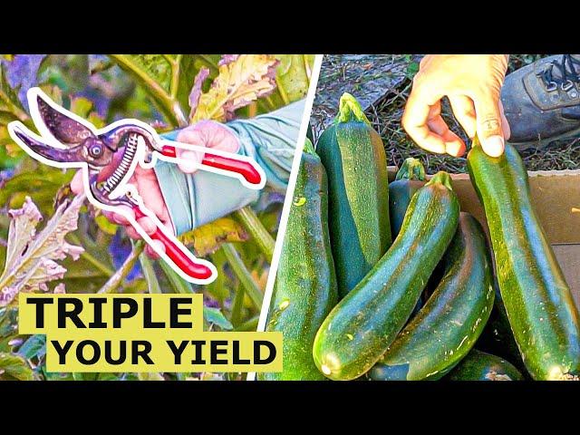 Prune Zucchini Plants THIS WAY and Triple Your Production