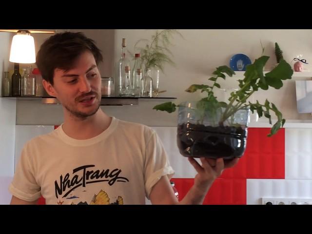Ничего удивительного рядом - редис