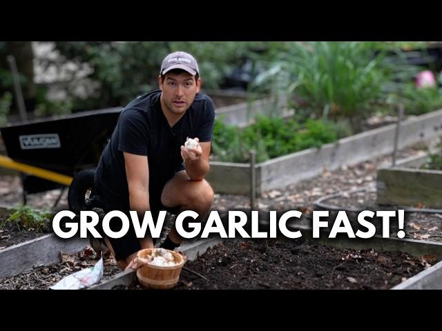 Everything I Wish I Knew About Planting Garlic As a Beginner