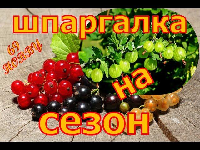 УХОД за СМОРОДИНОЙ и КРЫЖОВНИКОМ! Шпаргалка на сезон!