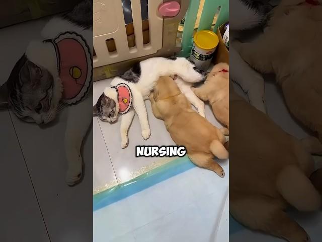 Golden Retriever and Mother Cat Swap Their Babies 