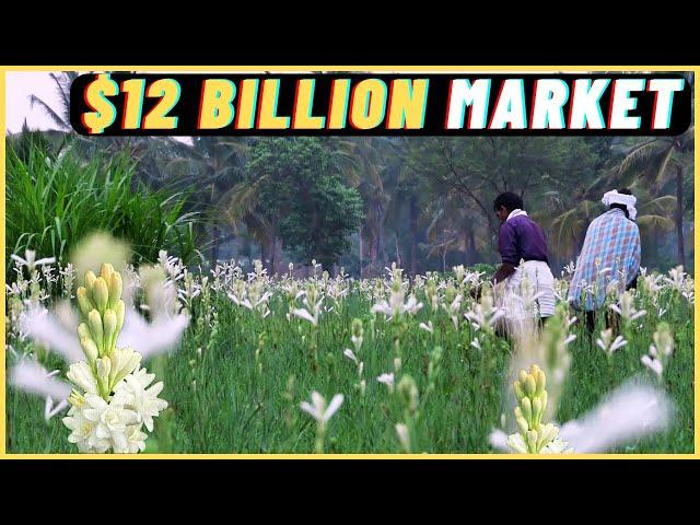 Tuberose Cultivation: The AMAZING Journey From Bud to Perfume Bottle!