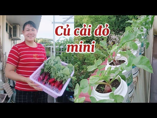 Tận dụng hủ nhựa chậu mini trồng củ cải đỏ mini rất dễ thương và làm món ăn cũng ngon