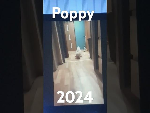 poppy  tom