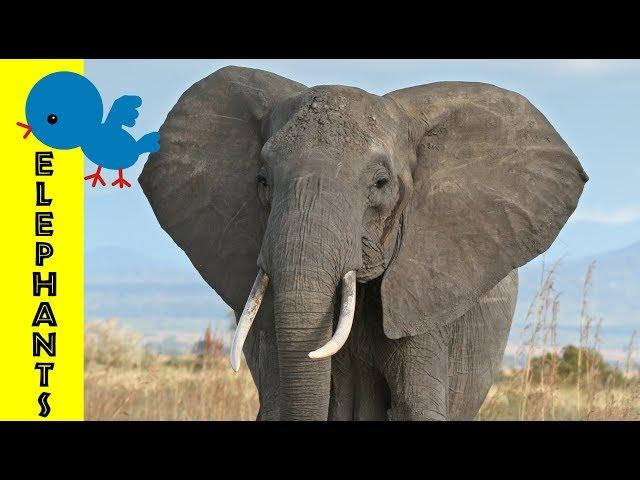 Elephants for Little Ones: Preschool Learning about Elephants for Kids - FreeSchool Early Birds