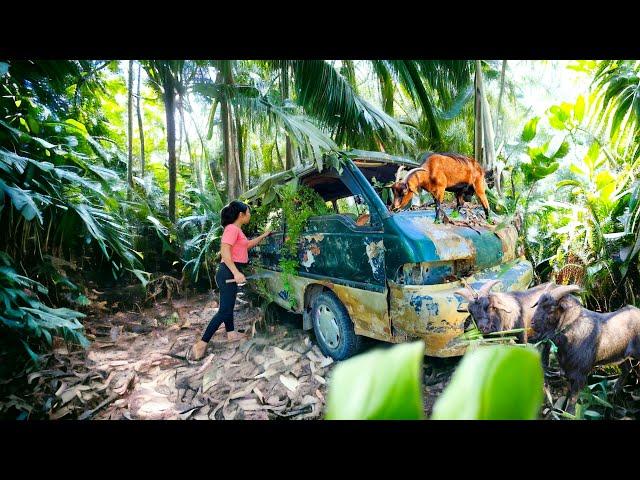 I stumbled upon a mysterious abandoned 16 seater bus in the woods! Towed it back and restored it