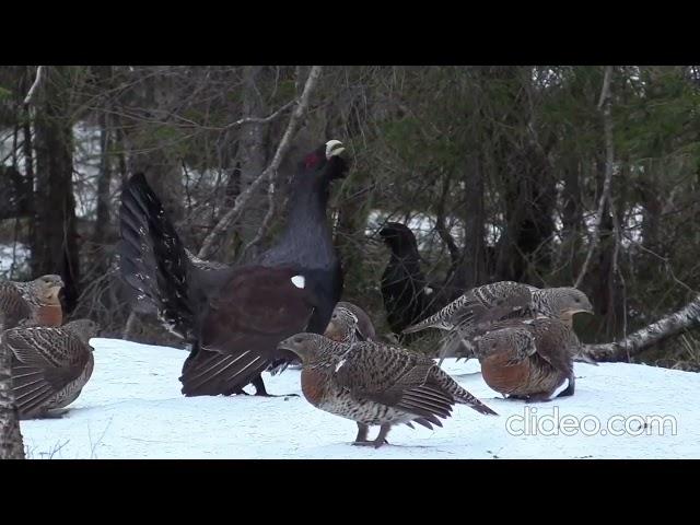 охота капканами