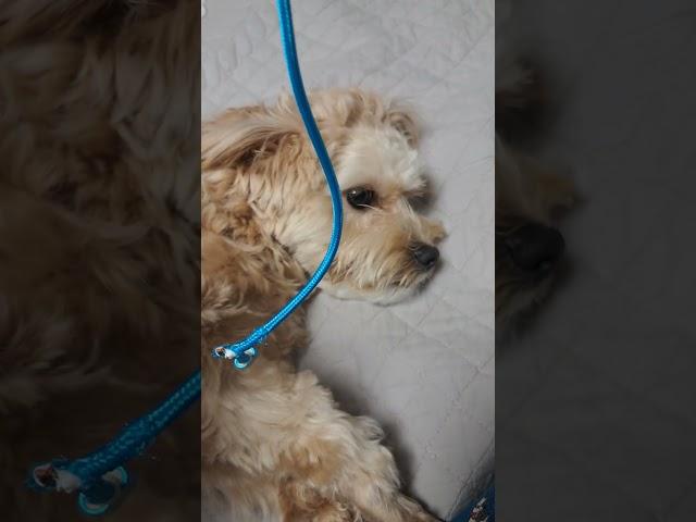 다 물어버리는 개 #투투무 #말티푸일상  #tutumu #maltipoo