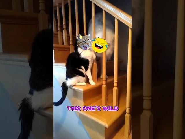 You Won’t Believe How This Dog Tricked a Cat—And What Happened Next! #smartdog