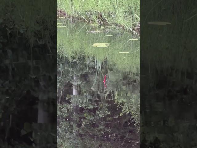 Ловля окуня на малька#рыбалка#рыбак#топ