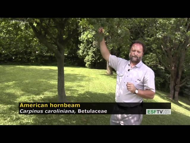 Trees with Don Leopold - American hornbeam