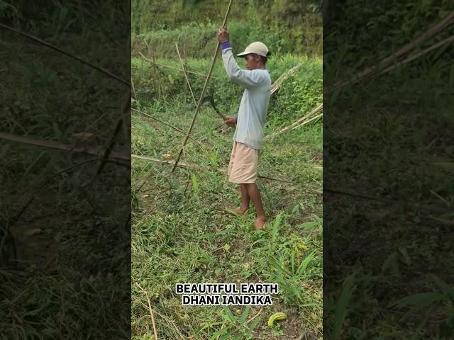 Simple Smart Technique to Collect Vine Poles After Vegetable Harvest #shorts