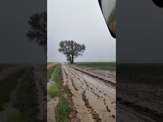 Big Rain   4K #thunderstorm #johndeere #stuckinmud  #wheelloader