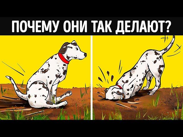 О чем на самом деле говорит странное поведение собаки